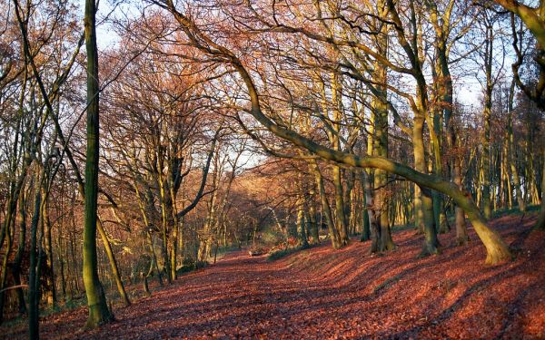 Colors of Autumn (6 of 18) | Ashridge Park, Hertfordshire, UK | Track through Beech Forest in late Autumn