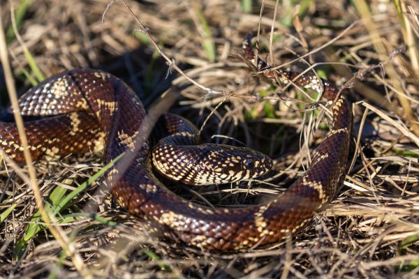Eastern Kingsnake (4)