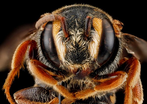 Stelis australis, F, face, Sandhills NWR, South Carolina_2012-11-19-18.44.19 ZS PMax
