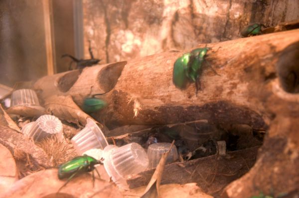 Starbugs green beatles