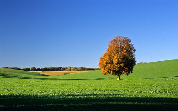 Lone Autumnal Tree, Ashridge Forest Area, Hertfordshire, England | Autumn views (3 of 9)