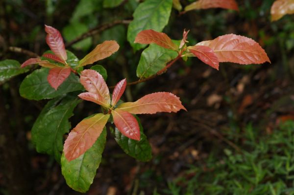 Maidens Blush (Sloanea australis) - rainforest tree, new growth leaves (2 Photos)