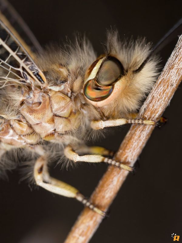 Deleproctophylla Australis (Fabricius, 1787) - Male
