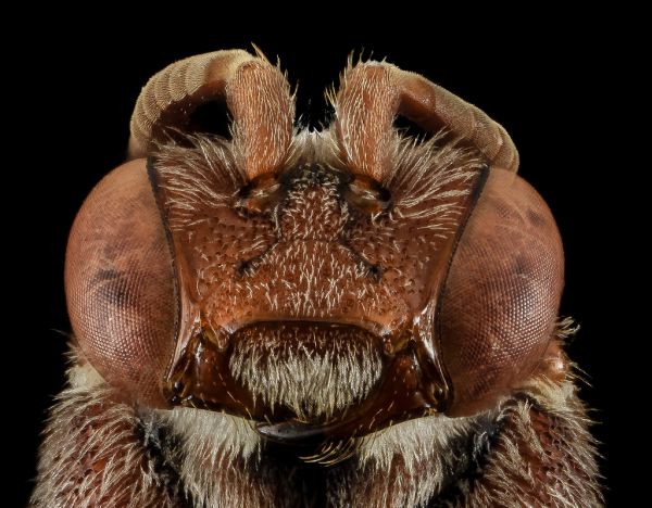 Nomada australis, F, Face, NY, Kings County_2014-05-07-18.26.35 ZS PMax