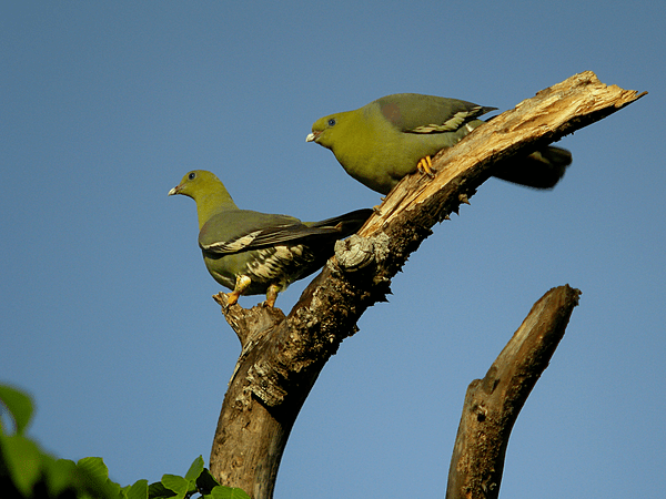 Treron australis -Ankarafantsika National Park, Mahajanga Province, Madagascar -two-8