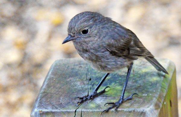 NZ South Island robin (Petroica australis)