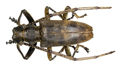 Acalolepta australis (Boisduval, 1835)