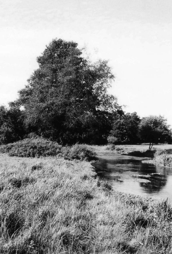 Tree And Meadow, River Mimram Near Hertford, Hertfordshire, England