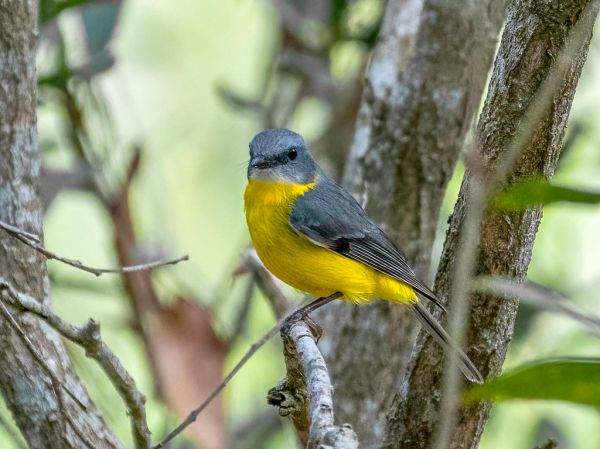 Eastern Yellow Robin (Eopsaltria australis chrysorrhos)