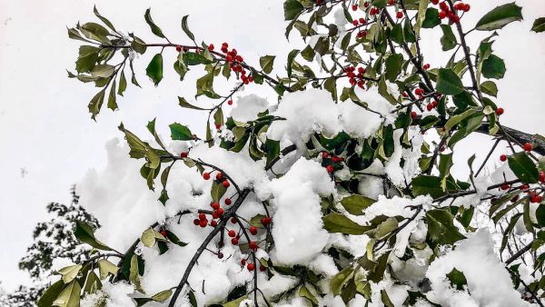 “The most incomprehensible thing about the world is that it is at all comprehensible.” ―Albert Einstein ❄️ 🍒 ❄️