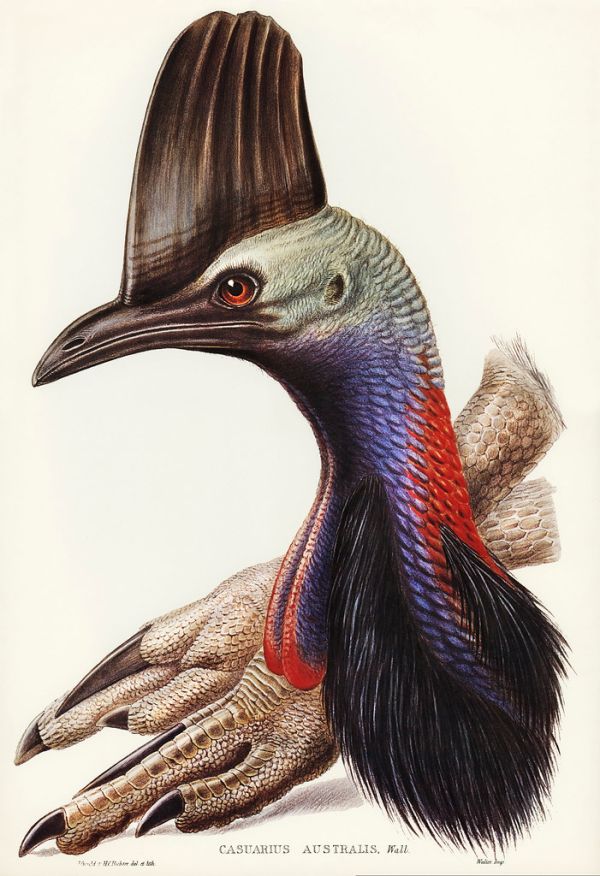 Australian Cassowary (Casuarius australis)illustrated by Elizabeth Gould (1804–1841) for John Gould’s (1804-1881) Birds of Australia (1972 Edition, 8 volumes). Digitally enhanced from our own facsimile book (1972 Edition, 8 volumes).