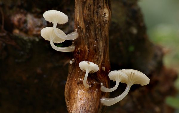 Oudemansiella Australis