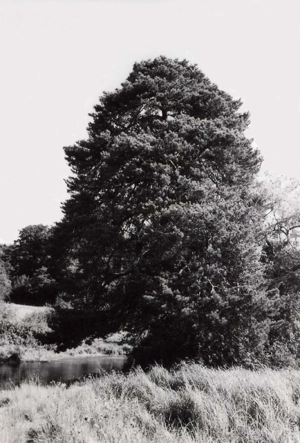River Bank Tree, River Mimram, Hertfordshire, England