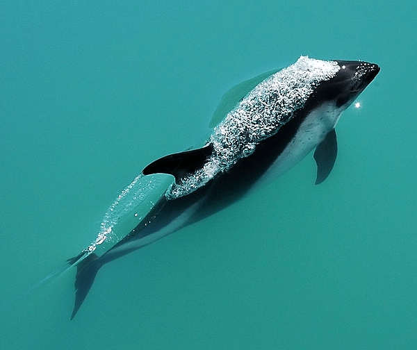 Lagenorhynchus australis