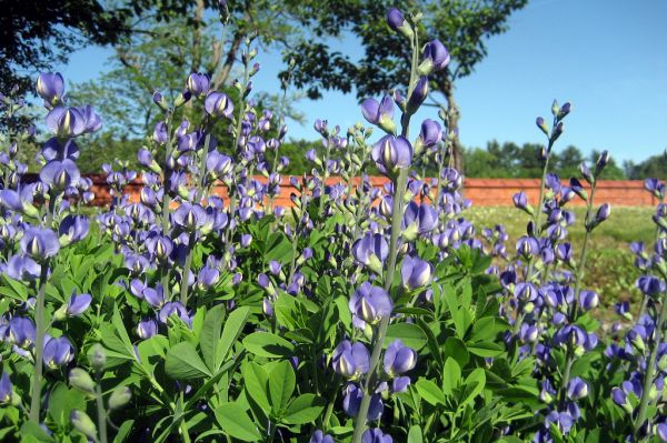 NY - Hyde Park - Vanderbilt Mansion NHS - Vanderbilt Formal Gardens - Baptisia Australis