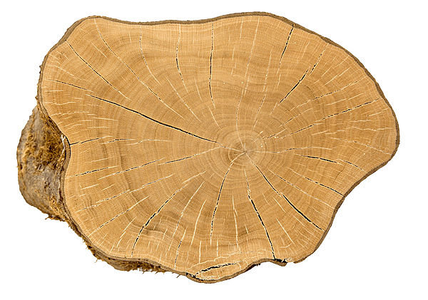 Celtis australis coupe MHNT