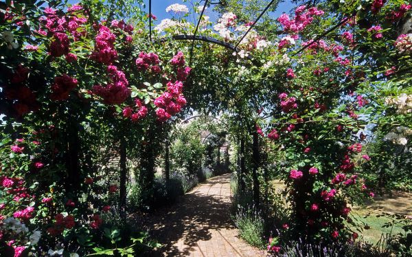 Royal National Rose Society Rose Gardens - formerly ‘The Gardens of the Rose’, Hertfordshire, UK | Rose covered arbors (2 of 12)