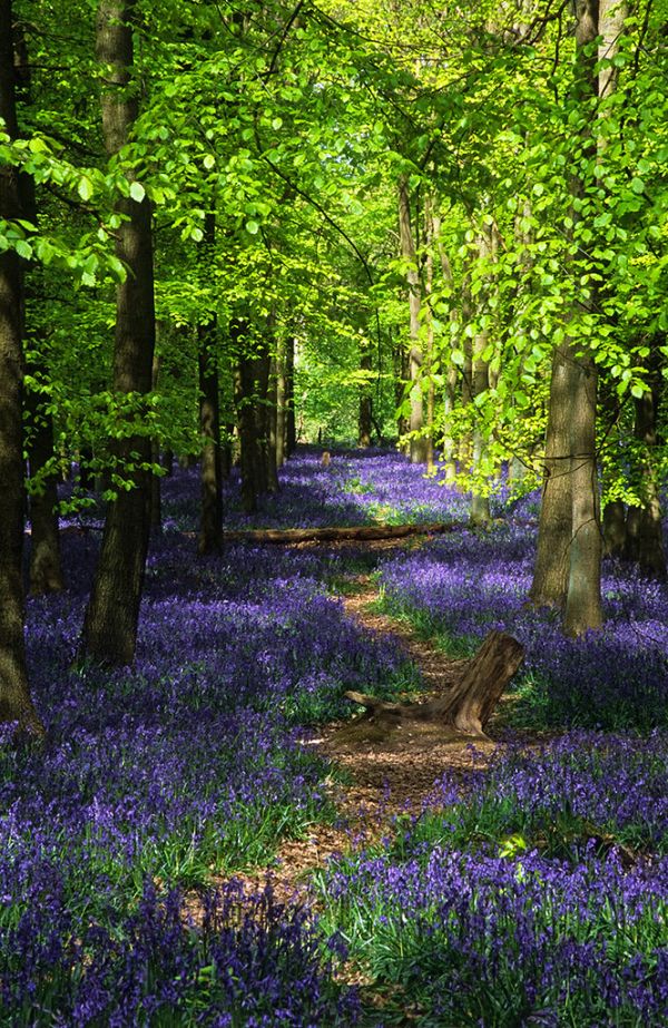 Ashridge Park, Hertfordshire, UK | National Trust Woodlands carpeted with English Bluebells in Spring (2 of 5)