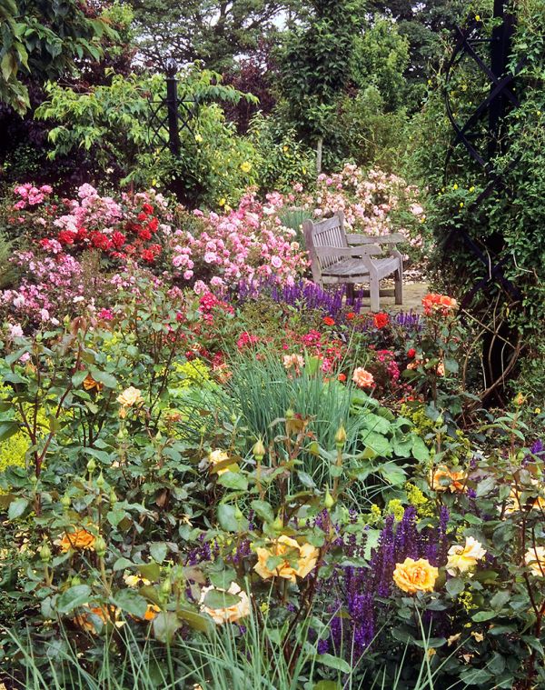 Royal National Rose Society Gardens - The Gardens of the Rose, Hertfordshire, England | A quiet seat surrounded by roses (11 of 12)
