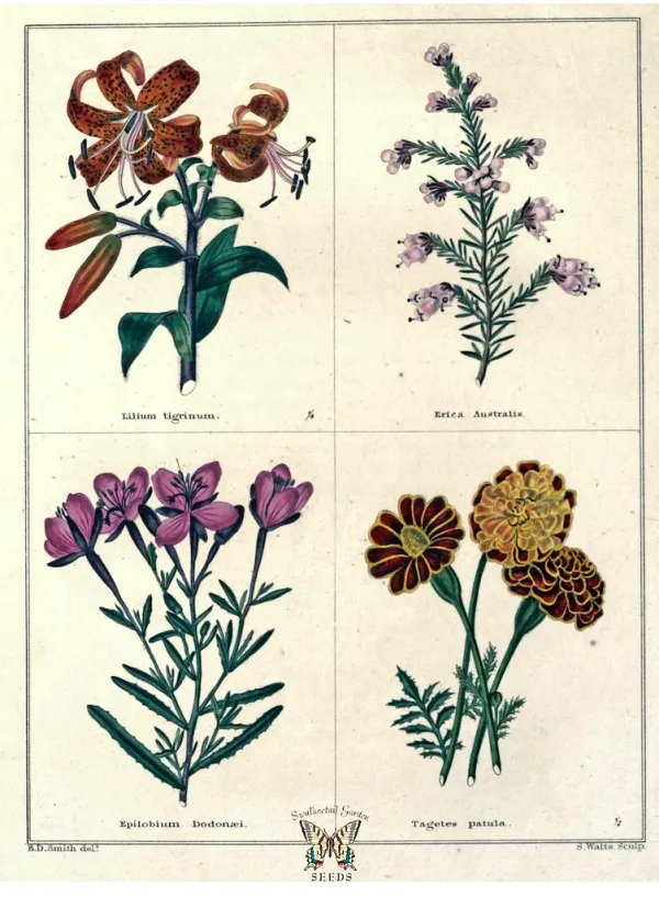 Lilium tigrinum, Erica australis, Epilobium dodnaei, ant Tagetes patula. The botanic garden vol. 1 (1825)
