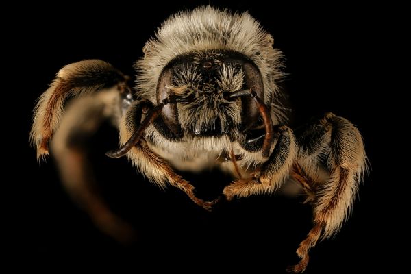 Diadasia australis, M, face, Pennington, SD_2015-11-10-10.12.19 ZS PMax UDR