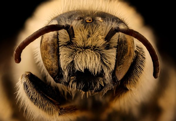 Diadasia australis, m, face, Jackson Co., SD_2018-08-10-18.33.10 ZS PMax UDR