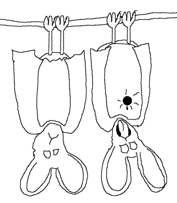 Einstein, Bats and 'Past-Pointing' Dark Matter