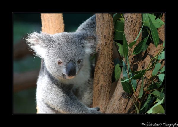 Lone Pine Koala Sanctuary- Brisbane- Australie- Australia.