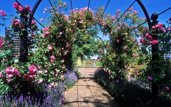 Royal National Rose Society Gardens - formerly ‘The Gardens of the Rose’, Hertfordshire, UK | Rose covered pergolas (5 of 12)