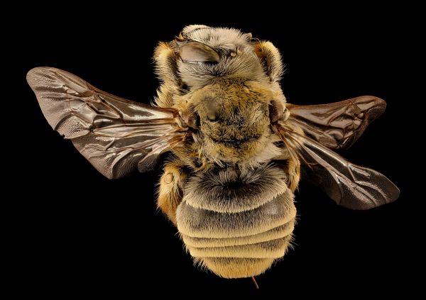 Diadasia australis, f, back, Jakcson Co., SD_2018-06-19-19.15.20 ZS PMax UDR