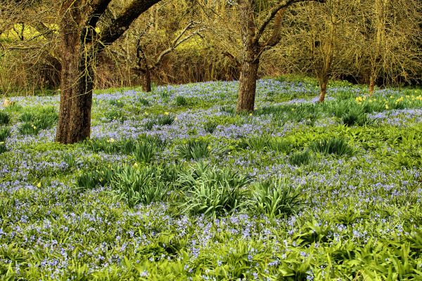 Benington Lordship Garden - Hertfordshire