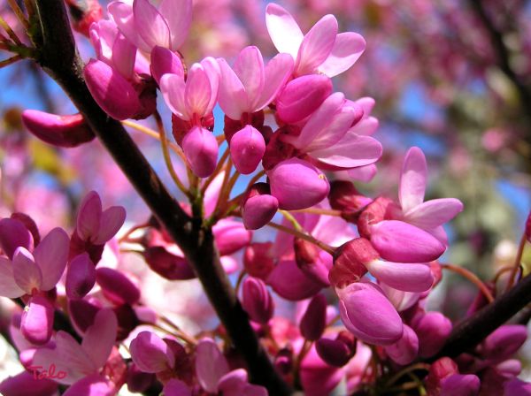 waltz of the flowers