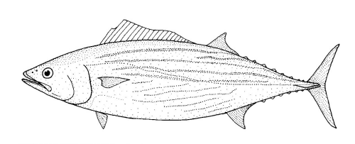 File:Sarda australis (Australian Bonito).gif