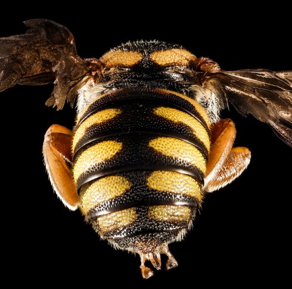 Stelis australis, M, Back, GA, Baker County_2015-02-05-13.29.05 ZS PMax