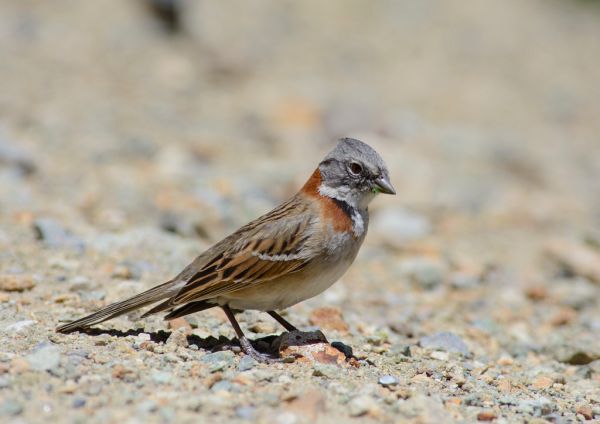 _DSC0566 - australis