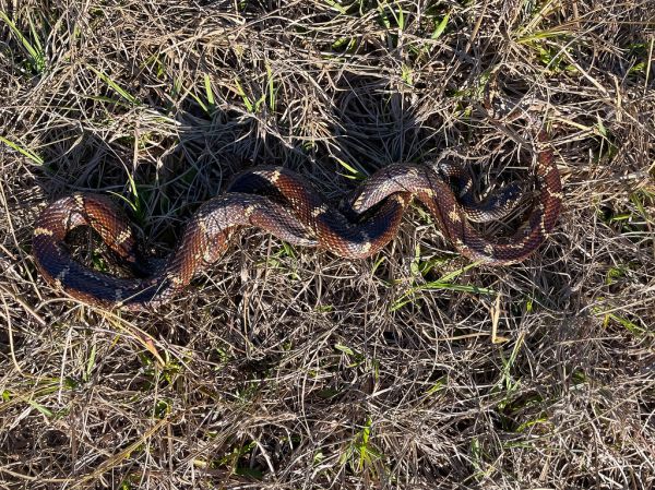 Eastern Kingsnake (2)