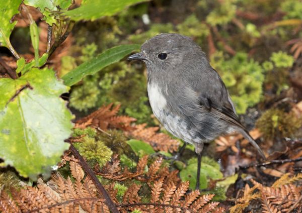 South Island robin (Petroica australis)
