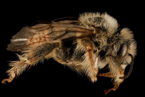 Diadasia australis, M, side, Pennington, SD_2015-11-12-10.33.02 ZS PMax UDR