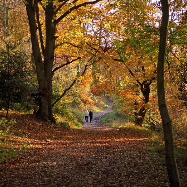 Colors of Autumn (10 of 18) | Ashridge Park, Hertfordshire, UK | Afternoon walk in Autumn along path through Beech Trees