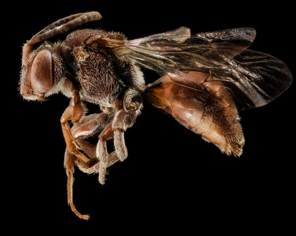 Nomada australis, F, Side, NY, Kings County_2014-05-07-18.38.59 ZS PMax