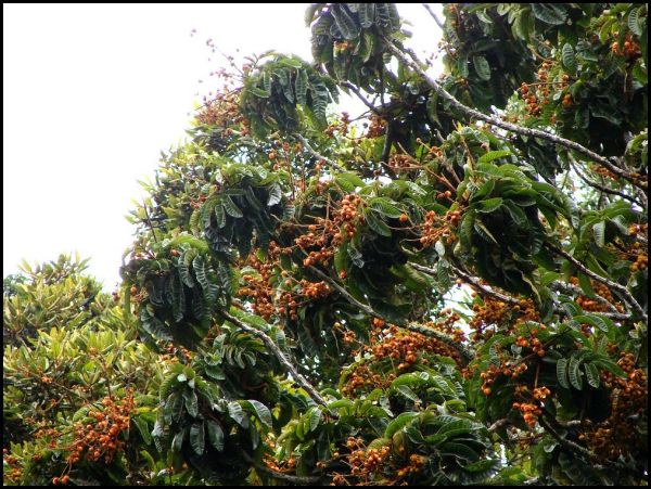 Native Tamarind - (Diploglottis australis)