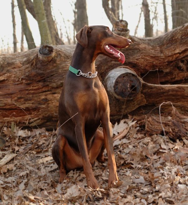 Einstein takes a break