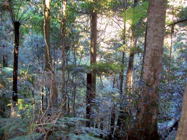 Mount Wilson Rainforest - (Cyathea australis)