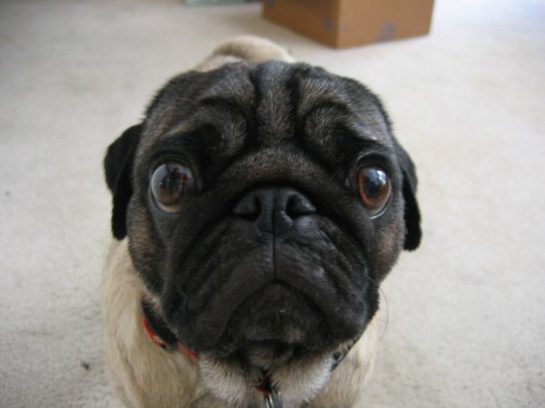 Einstein the Pug