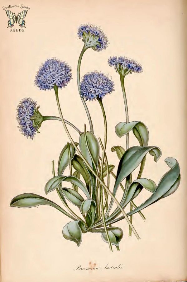 Blue Pincushion. Brunonia australis. (Paxton's) Magazine of Botany and Register Vol. 7 (1840)