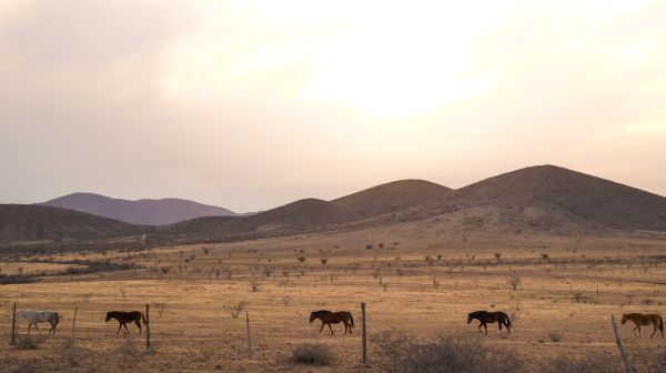 The beatles horse edition