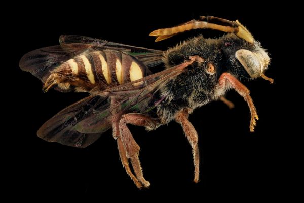 Nomada australis, M, Side, NY, Kings County_2014-04-22-17.07.15 ZS PMax