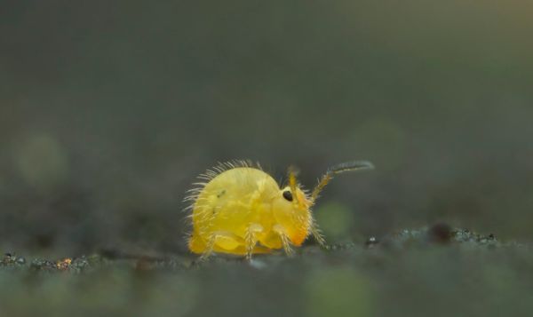 Katianna australis... probably