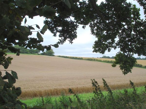 Late Cereal Harvest Time But Still No Sunshine, Hertfordshire England