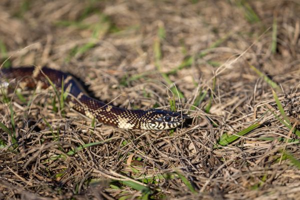 Eastern Kingsnake (3)